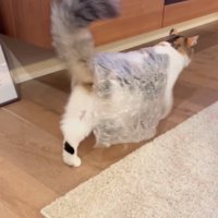 歩く猫の後ろ姿