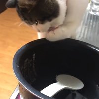 左前足を舐めている猫（ややひき）
