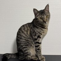 座って上目遣いをする猫