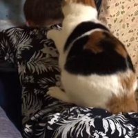 背中の上に乗って猫パンチをやめる猫