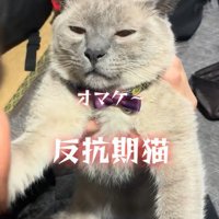 反省する様子がない猫