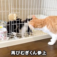 ケージ前にいる茶トラ白猫と子猫たち