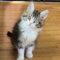 首をかしげる猫