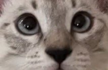 黒い模様が入った猫の顔