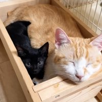 すっぽりはまる子猫