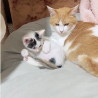 横並びになっている猫と子猫