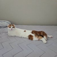 ベッドに伏せる胴体の長いレッド柄の猫