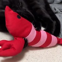 縞模様の黒猫と同じくらいのサイズの海老のぬいぐるみ
