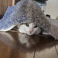 玄関マットの下から顔を覗かせるキジ白猫