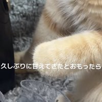 飼い主さんに撫でられて前足をグーパーするマンチカン