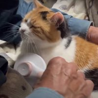 ブラッシングをしてもらう猫