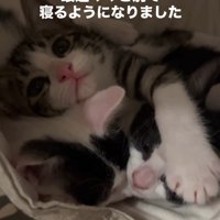 子猫の頭に前足を乗せる子猫