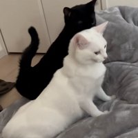 起き上がる猫