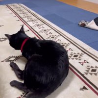 前足をついて立ち上がろうとする猫