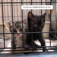 ケージの中の2匹の子猫たち