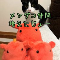 3つのメンダコの後ろにいる猫