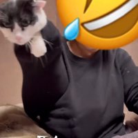 顔だけ浮いているように見える猫