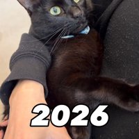 飼い主に抱っこされている猫