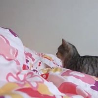 布団の上に立っている猫
