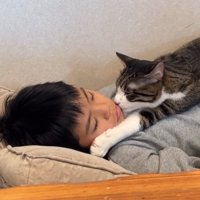 顔を舐める猫