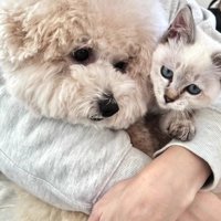 抱きしめられている犬と猫