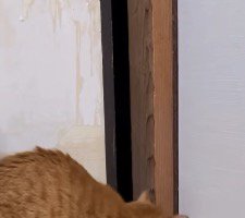 数センチ開いた襖