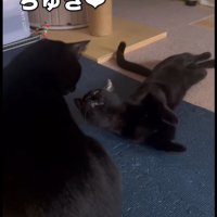 座る猫と寝そべる猫