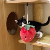 元気な様子のロアちゃん