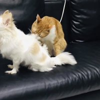 チワワを毛繕いする茶白猫