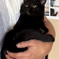 抱っこされる猫