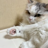 肉球をこちらに向ける猫