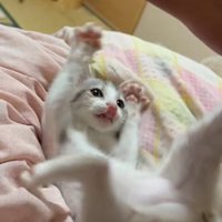 両手両足を広げる子猫