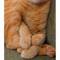座っている猫