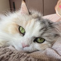 猫の顔のアップ