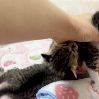 すがる姿