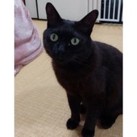 室内にいる猫