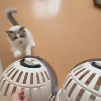 立ち上がる猫