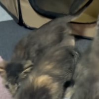 ケージから出た猫