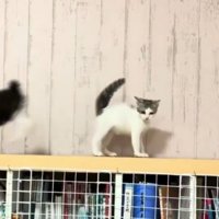 きょとんとした表情を浮かべるぶち猫