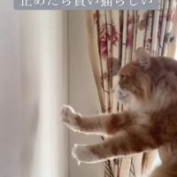抱きかかえられて壁を向いているノルウェージャンフォレストキャット