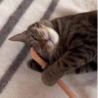 横になって孫の手を持っている猫