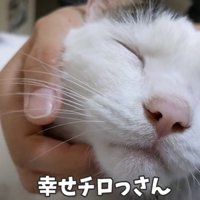 飼い主の膝の上で撫でてもらう猫