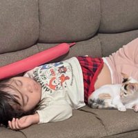 寝ている子猫
