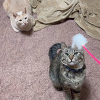 猫じゃらしに夢中な2匹の猫