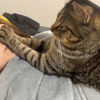 飼い主を遠ざけようとする猫