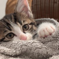 毛布の中から顔を出す子猫