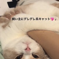 「飼い主にデレデレ系キャット」のテロップ写真1