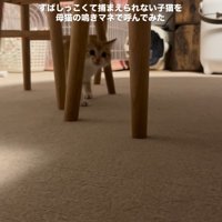 近づいてくる子猫