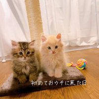 並んで座る子猫たち