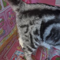 猫のおしりアップ